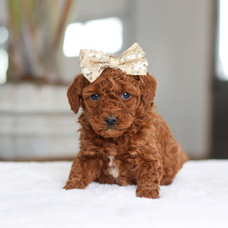 December - Available 2/26