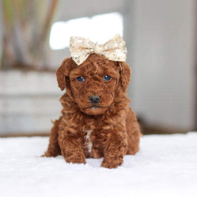 December - Available 2/26