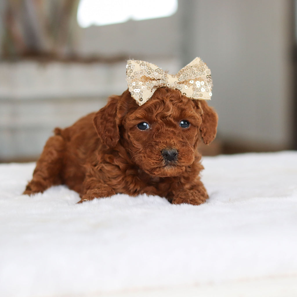 December - Available 2/26