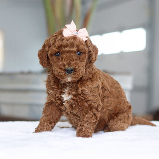 Carolina - Available 2/26