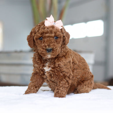 Carolina - Available 2/26