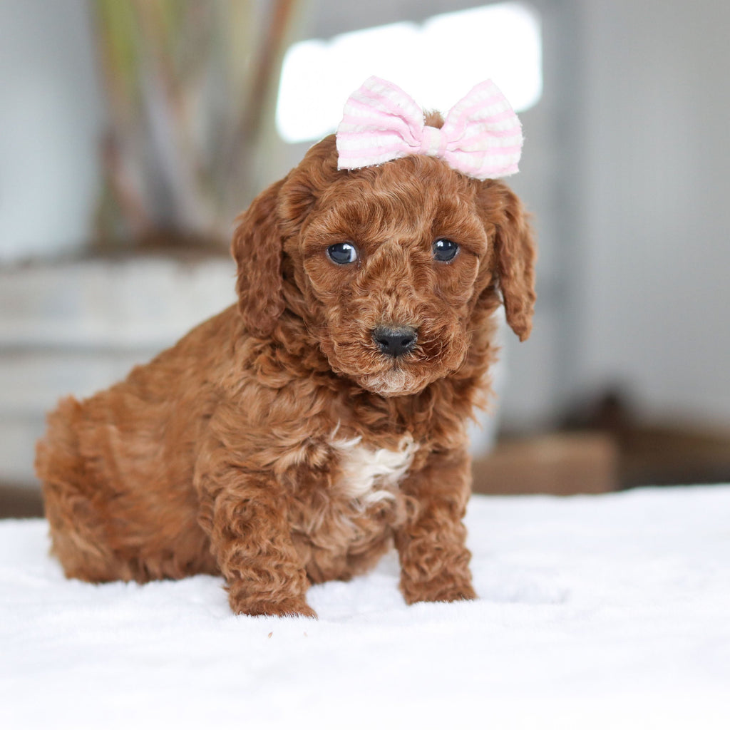 Charlotte - Available 2/26