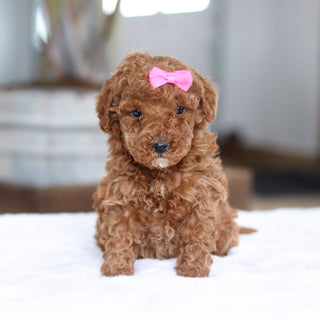 Honey - Available 2/26