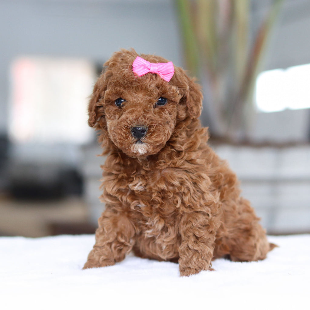 Honey - Available 2/26