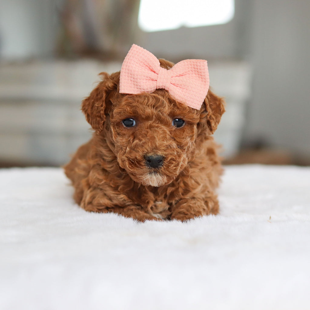 Bee - Available 2/26