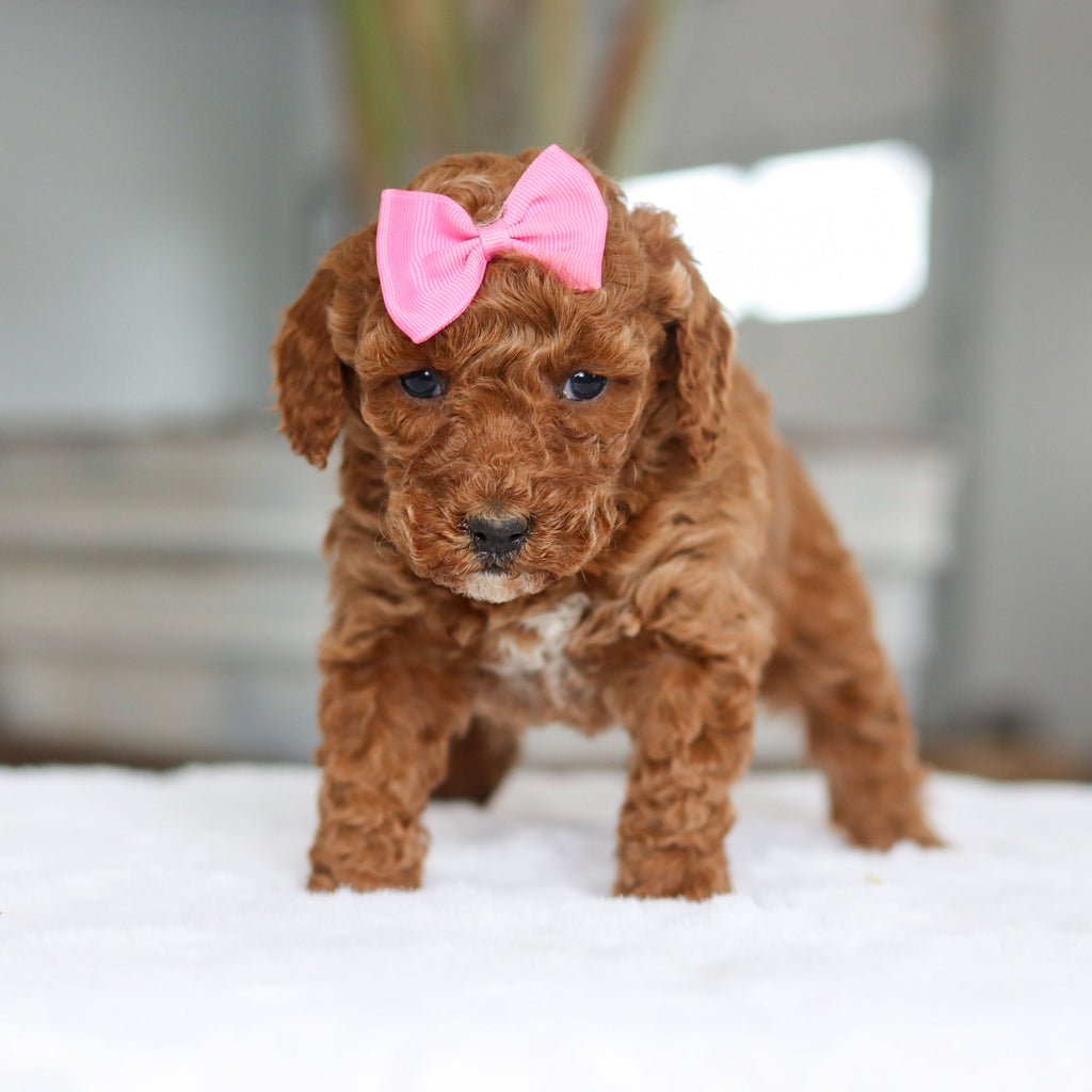 Lisa - Available 2/26