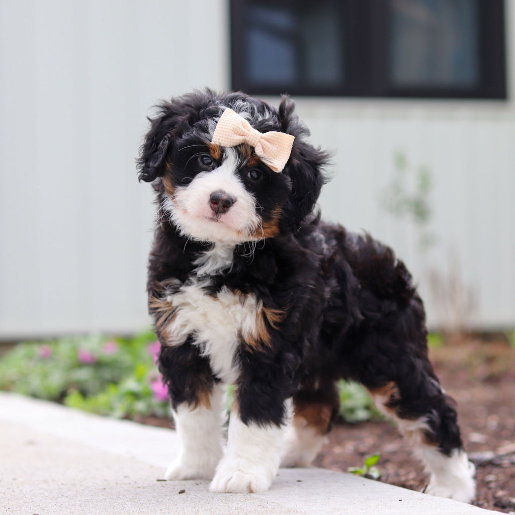 Wendy - Available 4/30