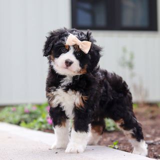 Wendy - Available 4/30