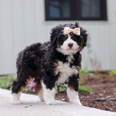Wendy - Available 4/30