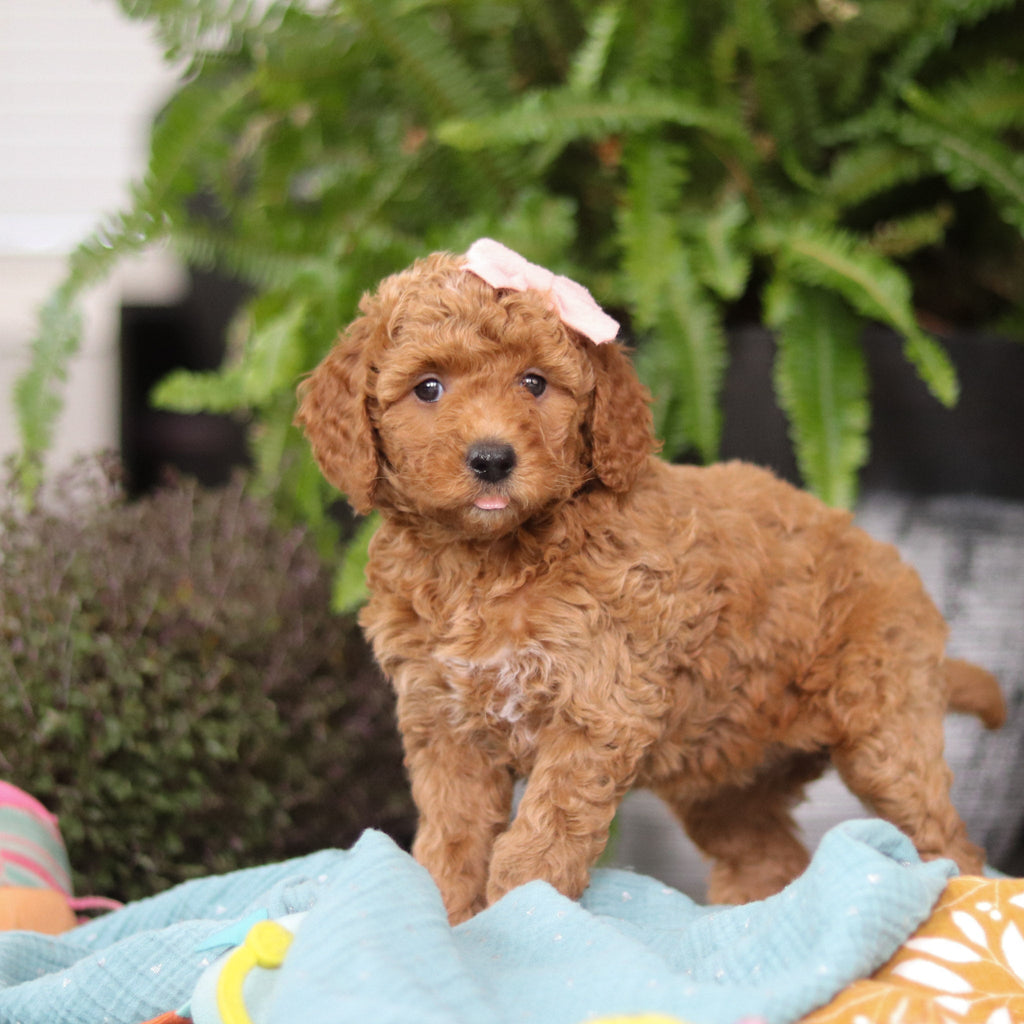 Evie - Available Now