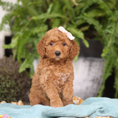 Evie - Available Now