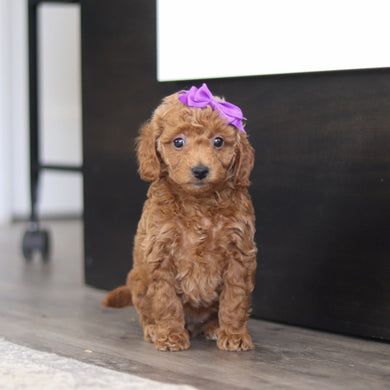 Elaine - Available Now