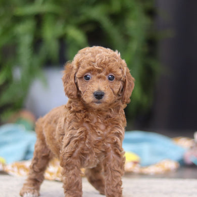 Elaine - Available Now