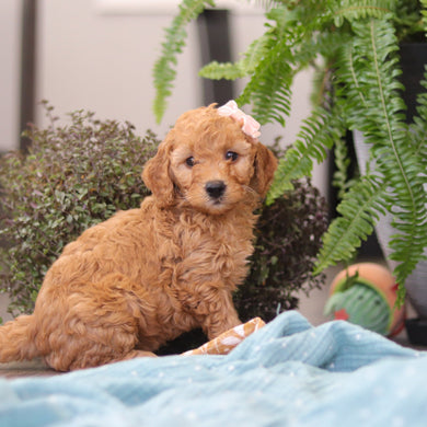 Emmie - Available Now