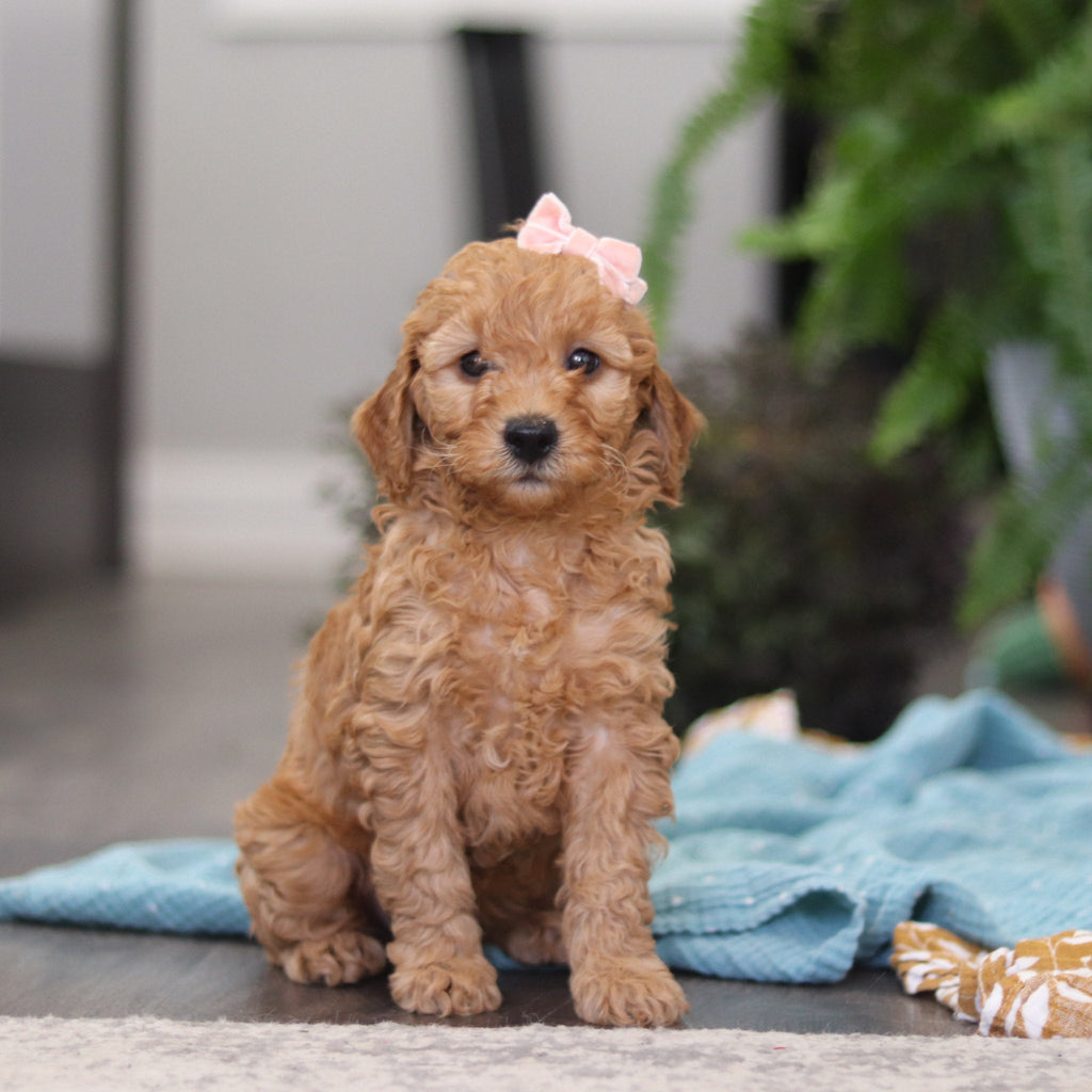 Emmie - Available Now