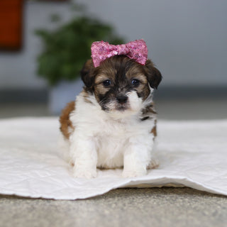 Moxie - Available Now