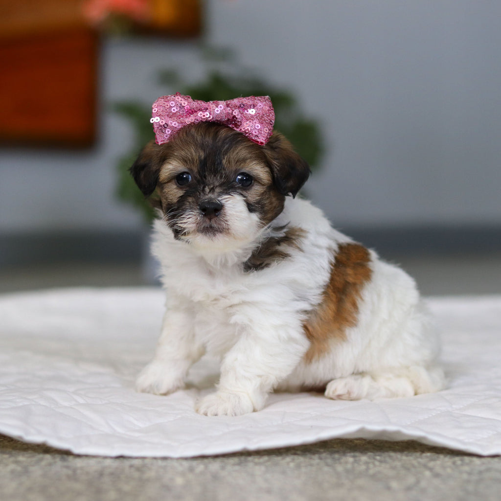 Moxie - Available Now