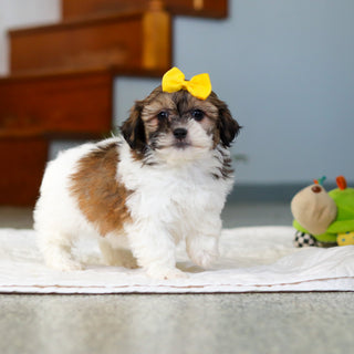 Moxie - Available Now