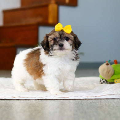 Moxie - Available Now