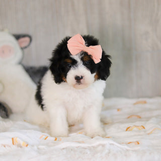 Cassidy - Available 5/7