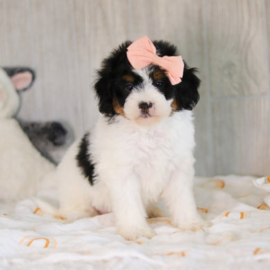 Cassidy - Available 5/7