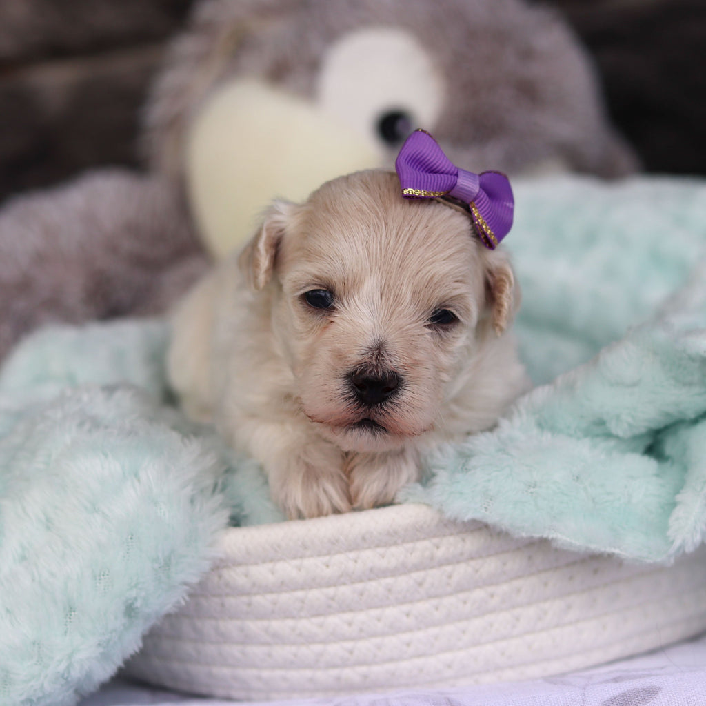 Elena - Available 5/21