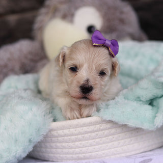Elena - Available 5/21