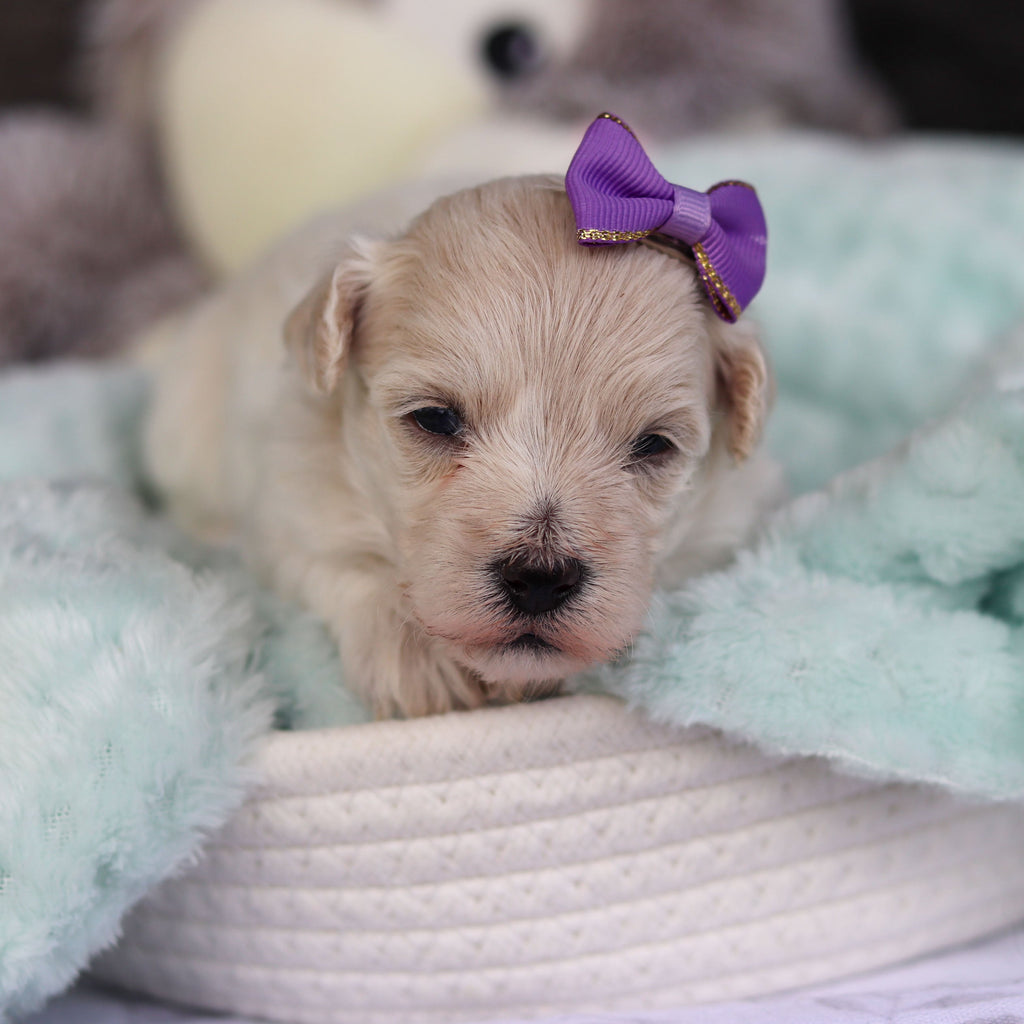 Elena - Available 5/21