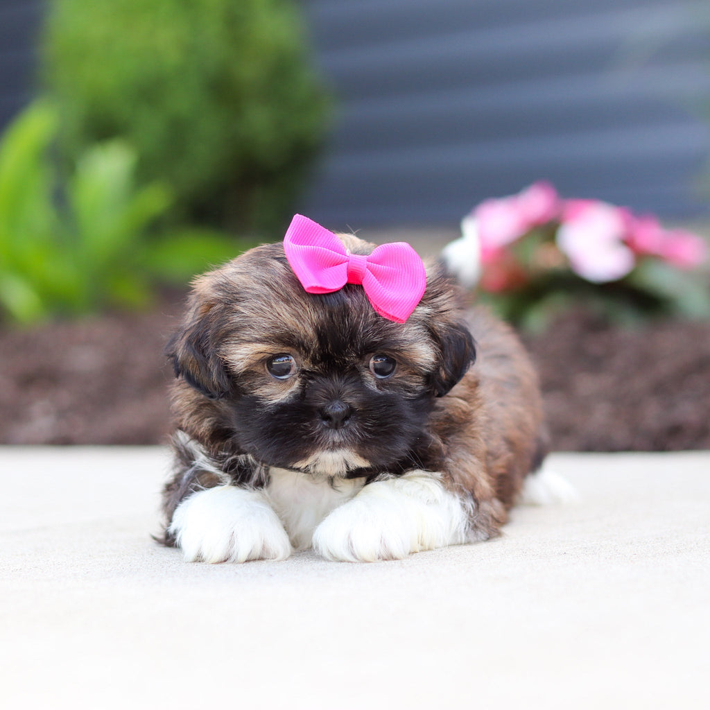 Tatum - Available 7/2
