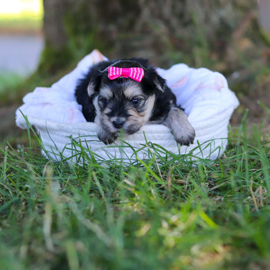 Nala - Available 7/30