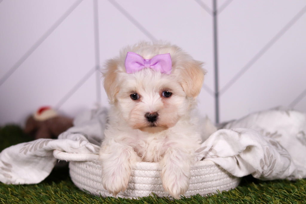 Missy - Available 2/5