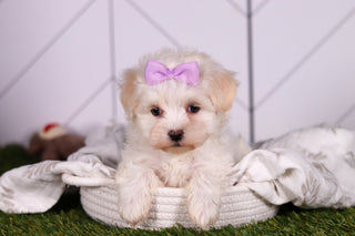 Missy - Available 2/5