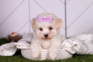 Missy - Available 2/5