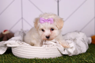 Missy - Available 2/5