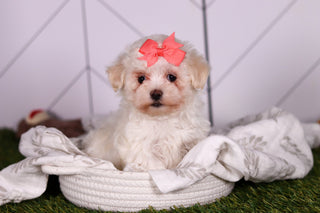 Bamba - Available 2/5