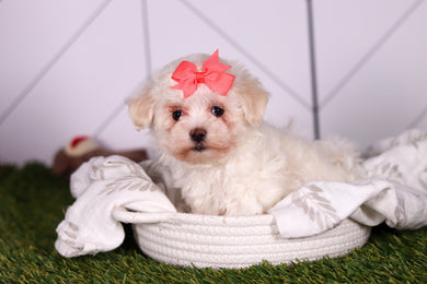 Bamba - Available 2/5