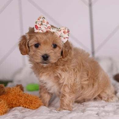 Jocelyn - Available 2/4