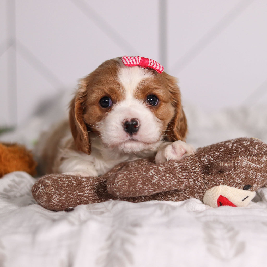 Madonna - Available 2/4