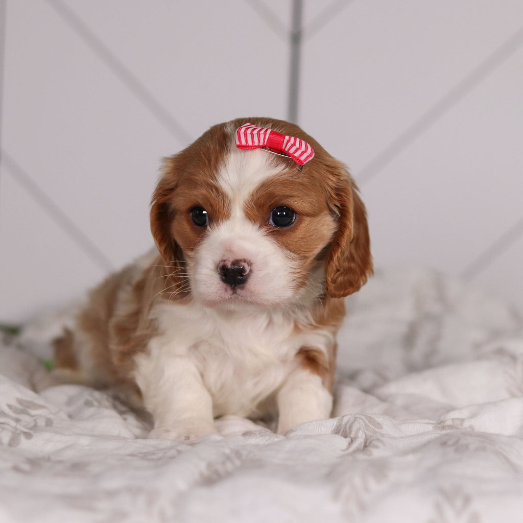 Madonna - Available Now