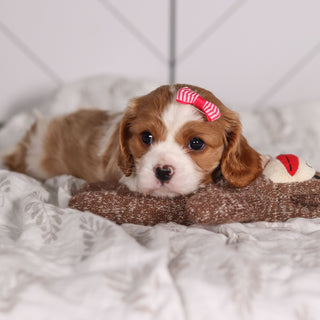 Madonna - Available 2/4