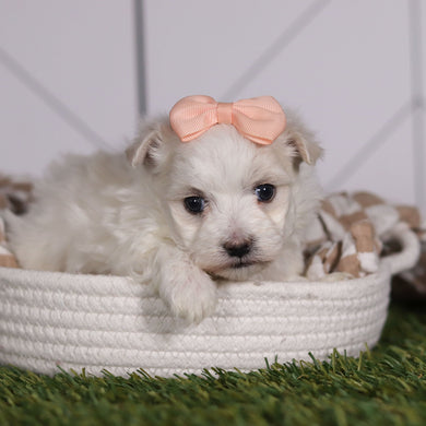 Leia - Available 2/11