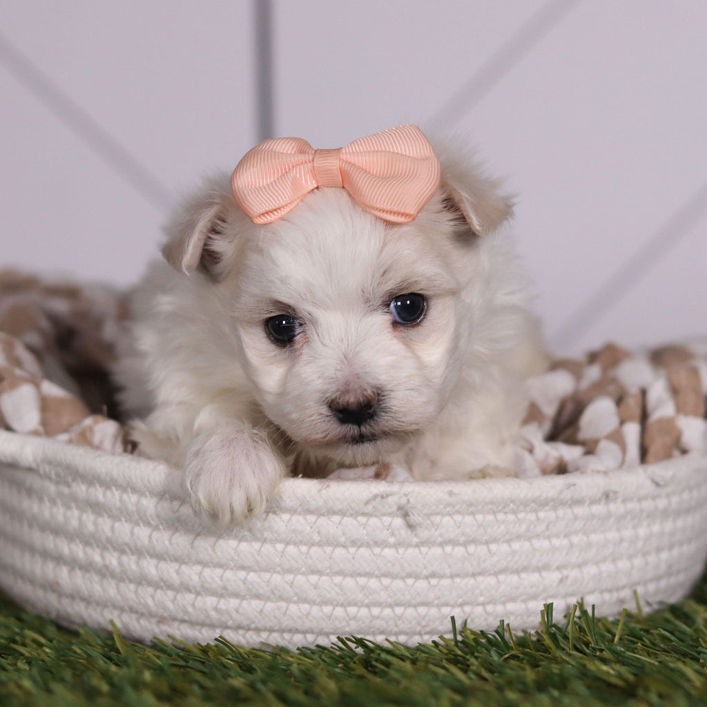 Leia - Available 2/11