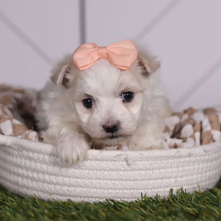 Leia - Available 2/11