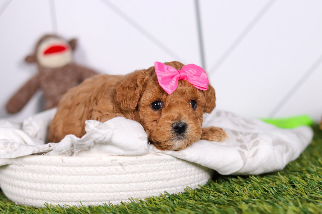 Mindy - Available 2/26