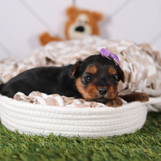 Violet - Available 3/12