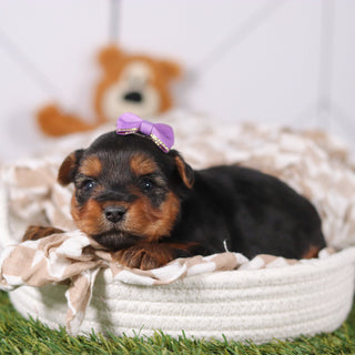 Violet - Available 3/12