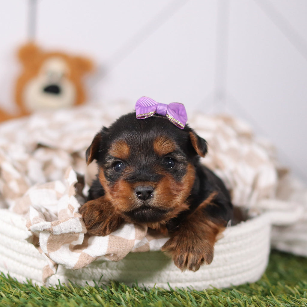 Violet - Available 3/12