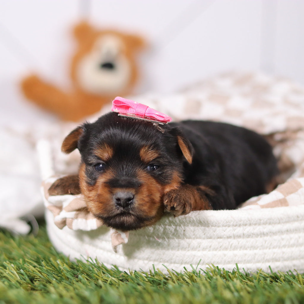 Lily - Available 3/12