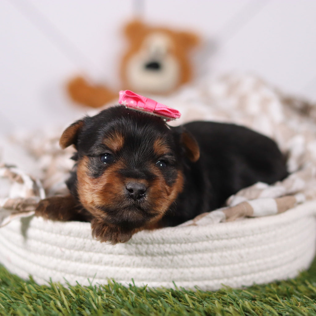 Lily - Available 3/12