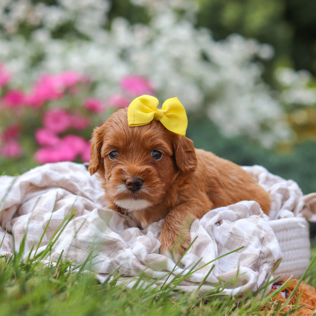 Ocean - Available Now